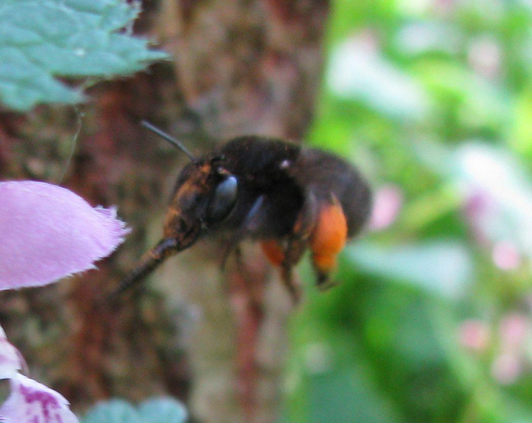 Bombus pascuorum